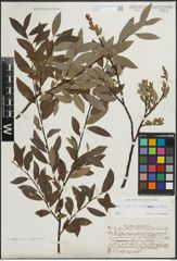 Foto von Salix L.